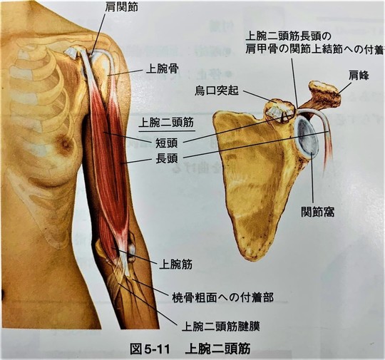 筋肉・関節の痛み（スポーツ障害） - 鍼灸院なら一本鍼治療の上田端