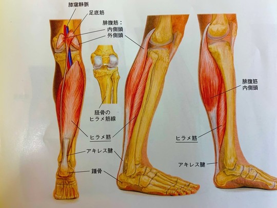 筋肉・関節の痛み（スポーツ障害） - 鍼灸院なら一本鍼治療の上田端