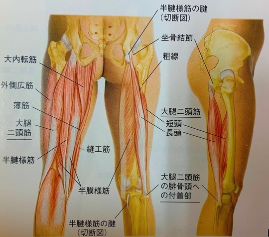 筋肉・関節の痛み（スポーツ障害） - 鍼灸院なら一本鍼治療の上田端