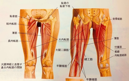 筋肉・関節の痛み（スポーツ障害） - 鍼灸院なら一本鍼治療の上田端