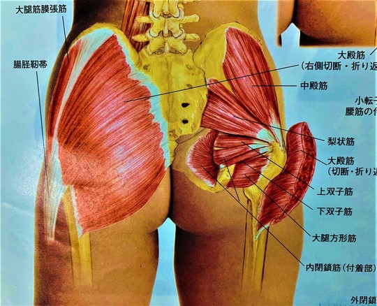 筋肉・関節の痛み（スポーツ障害） - 鍼灸院なら一本鍼治療の上田端